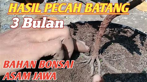 Hasil Program Akar Pecah Batang Bahan Bonsai Asam Jawa Sejak Dini Youtube