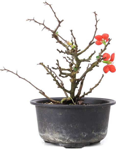 Chaenomeles Speciosa 15 Cm ± 8 Years Old With Red Flowers And Yellow