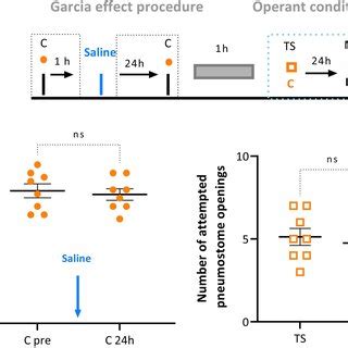 snails  formed  garcia effect   carrot lps procedure