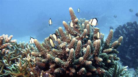 La Riqueza Natural De La Gran Barrera De Coral [maravillas Naturales] Veoverde