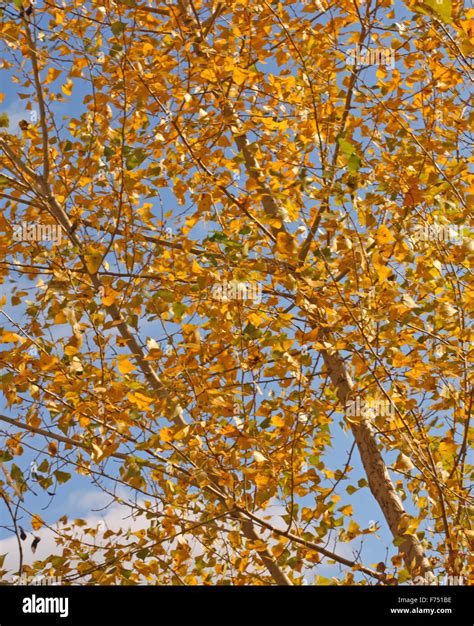 Poplar tree leaves hi-res stock photography and images - Alamy