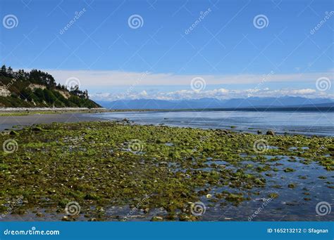 Beach Landscape Goose Spit Park Comox Stock Photo Image Of Tide