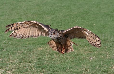 Warning About Owls Hunting Your Pets in Union County NC - Love and