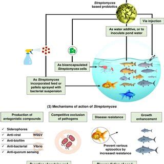 Present Status Limitations And Prospects Of Using Streptomyces