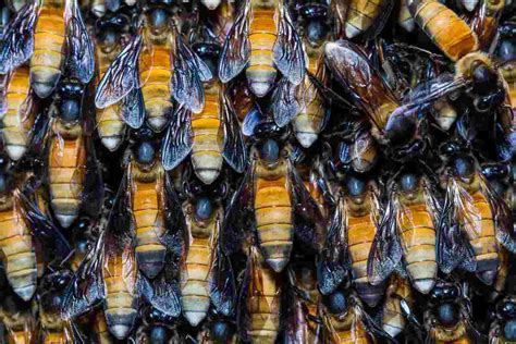 Himalayan Honey Bees The Largest Bees In The World Minneopa Orchards