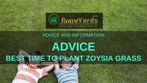 Best Time To Plant Zoysia Grass Everything You Need To Know