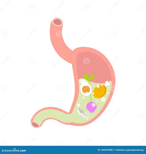 Stomach Gastric,internal Organs Anatomy Body Part Nervous System Stock ...