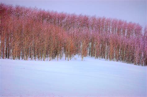 Aspen Trees In Winter Stock Photo - Download Image Now - Aspen Tree ...