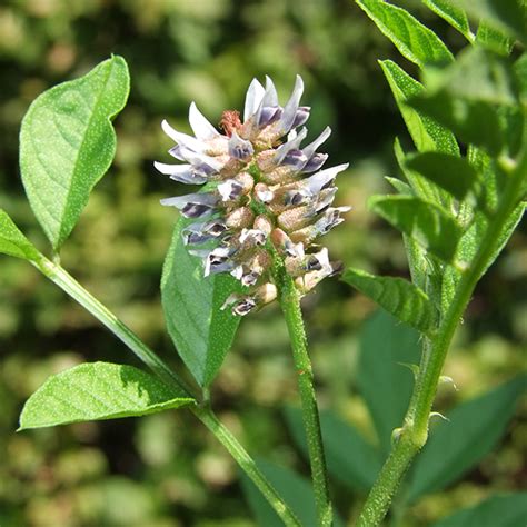 LIQUIRIZIA BOTANICALS IL PORTALE SULL UTILIZZO DELLE PIANTE MEDICINALI