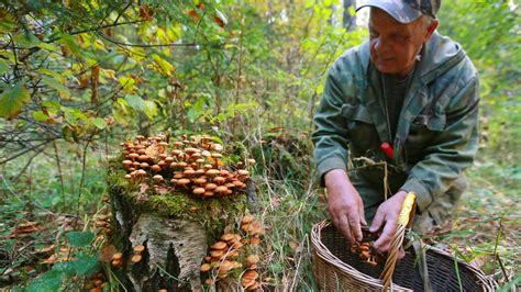 Kako Brati Gljive Poput Profesionalca Savjeti Iskusnog Gljivara