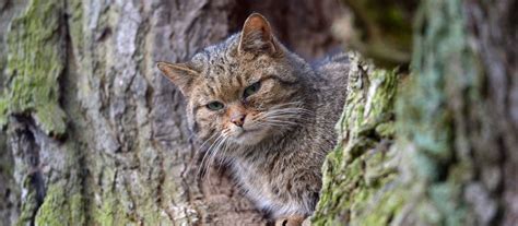 Steckbrief Wildkatze Wissen SWR Kindernetz