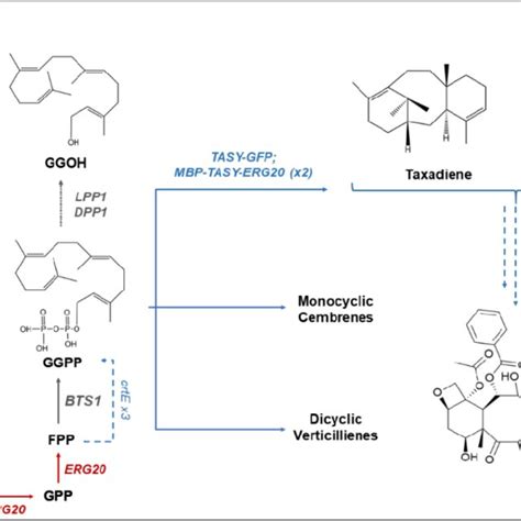 Engineered Taxadiene Biosynthetic Pathway In S Cerevisiae Genes Download Scientific Diagram