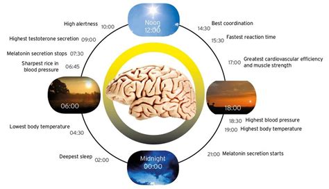 B Features Of The Human Circadian 24 Hour Biological Clock Curtsy