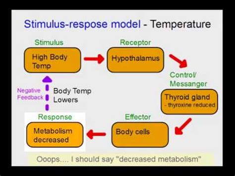 Homeostasis YouTube