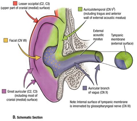 External Auditory Meatus Anatomy