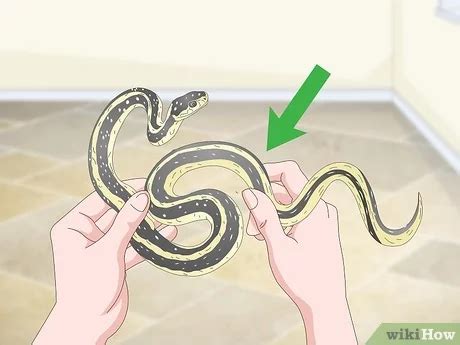 How To Look After A Snake Playerhurt30