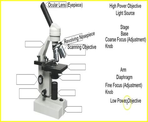 What are the Microscope Labeled Parts of a Microscope with Best Functions 24