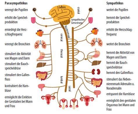 Vegetatives Nervensystem Gscheid Gsund