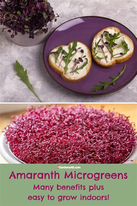 Amaranth Microgreens Benefits and Nutrition Facts to Know - GardensAll