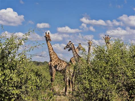 Herd Of South African Giraffe Giraffa Giraffa Giraffa Chobe National