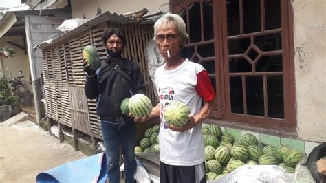 Enda Petani Semangka Dusun Cimeulut Karawang Ecer Langsung Hasil