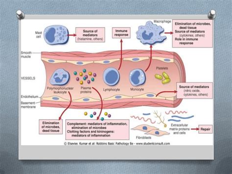 Inflamacion Aguda Y Crónica