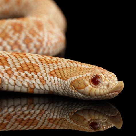 Pink Albino Hognose Snake | Hognose snake, Pet snake, Western hognose snake