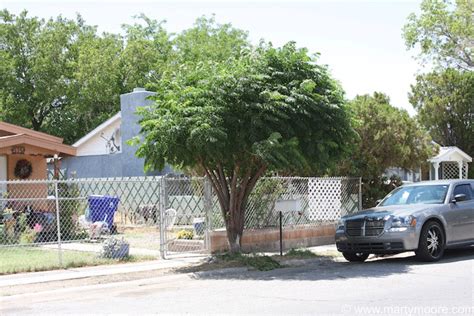 Chinaberry Trees Dense Shade Producing Trees For The Desert Southwest