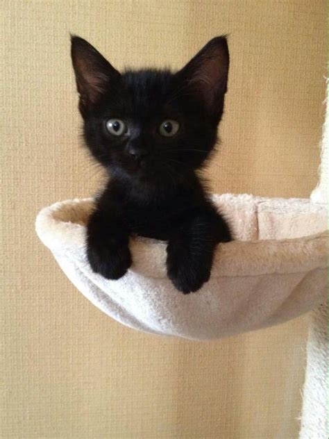 Adorable Black Kitten Cute Cats And Kittens Kittens Cutest Cute Cats