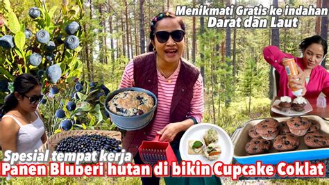 Panen Lagi Blueberry Liar Di Bikin Cupcake Coklat Di Ke Indahan Alam