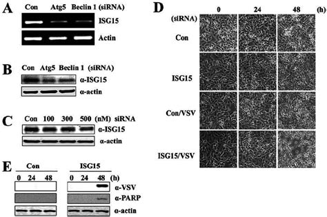 Suppression Of Isg15 Sensitizes A549 Cug2 Cells To Vsv Induced