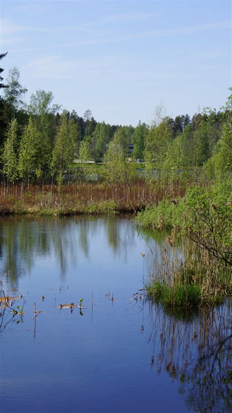 Free Images Sea Tree Water Marsh Swamp Prairie River Stone