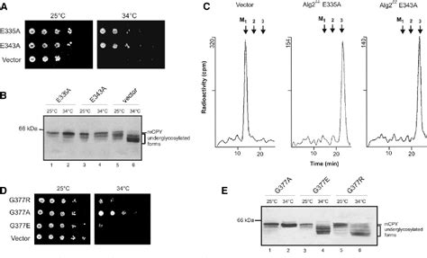 Figure From Biochemical Characterization And Membrane Topology Of