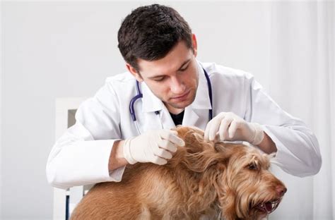 Can Dogs Get Lice? | Great Pet Care