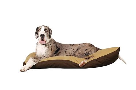 Best Large Dog Beds Right Bed For Big Breeds Tips Paws Plus One