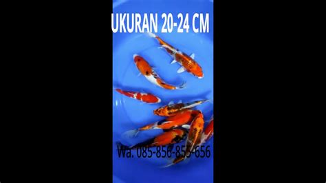 READY Ikan Koi Paket 8 Ekor Ukuran 20 24 Cm Kohaku Kojaku Showa YouTube