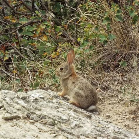 Brush Rabbit - Facts, Diet, Habitat & Pictures on Animalia.bio