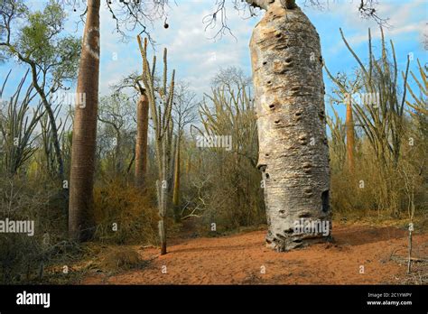 Madagascar spiny forest is a habitat unique to Madagascar with ...