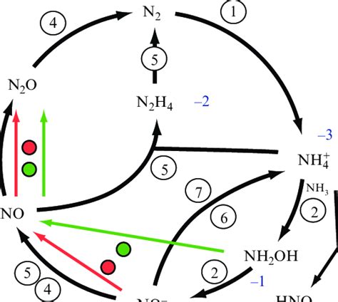 2 Processes In The Microbial Nitrogen Cycle Reproduced From Klotz And