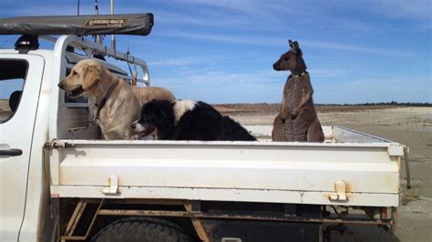 Meet Dusty, the Australian Pet Kangaroo Who Thinks He's a Dog - Good ...