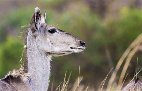 Lydenburg - Mpumalanga, South Africa - Around Guides