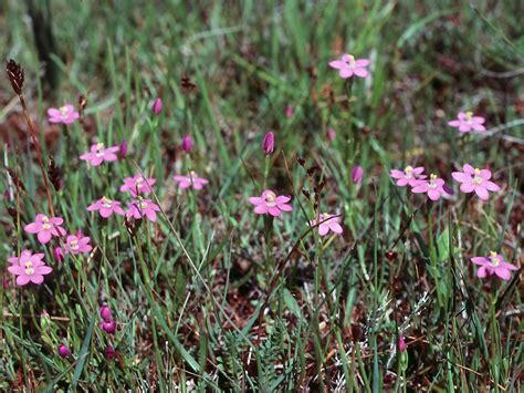 Flower Gallery Salt Marshes 47640