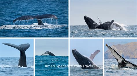 El Avistamiento De Ballenas En Ecuador Descubre Los Mejores Lugares Y