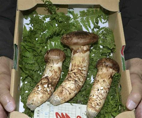 Mushroom In Japan Matsutake 001 JAPAN Forward