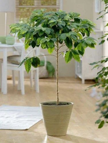 Well Drained Coffee Indoor Plant at Rs 180/piece in Hasanpur | ID ...