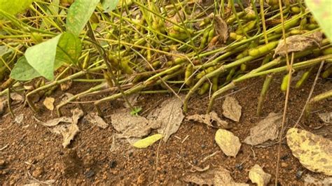 Estudo Quer Entender Quebramento Da Haste Da Soja