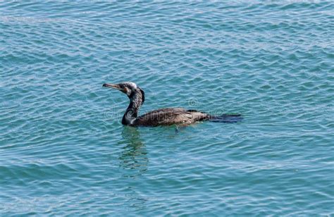 European shag bird stock image. Image of european, black - 105939859