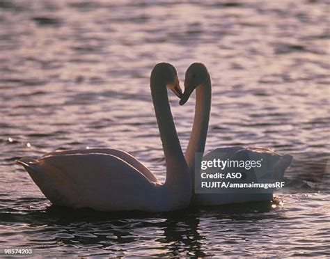 729 Swan Pair Stock Photos, High-Res Pictures, and Images - Getty Images