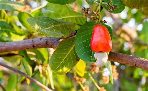 Quanto Tempo Leva Um Pé De Manga Para Dar Frutos LIBRAIN