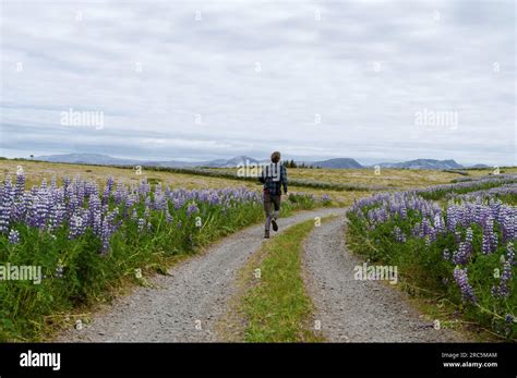 Beautiful Nature In Iceland Scenic Icelandic Landscape At Cloudy Day